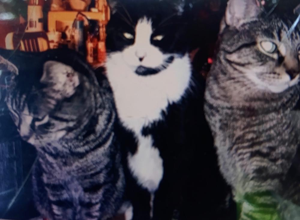 Image of Castiel, Lost Cat
