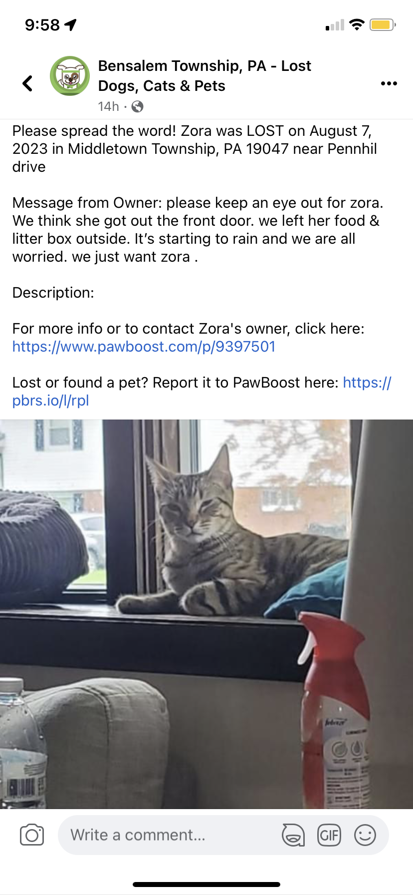 Image of Zora, Lost Cat