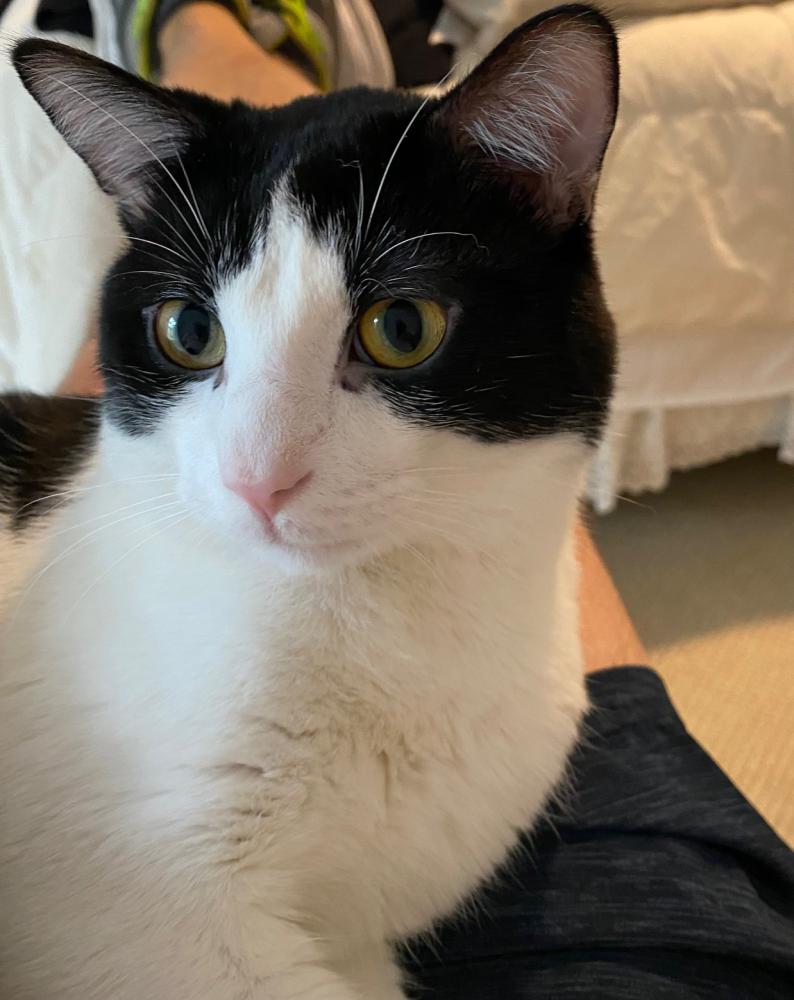 Missing black and white cat sales near me