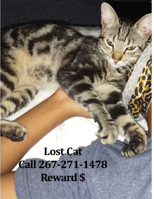 Image of Solider, Lost Cat