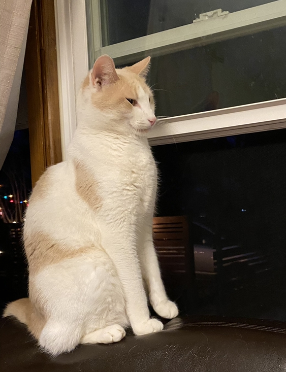 Image of Cotton, Lost Cat