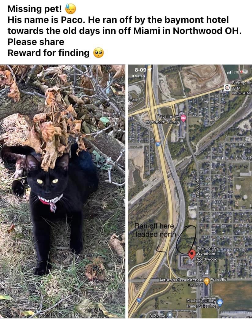 Lost Cat Domestic Short Hair in NORTHWOOD, OH - Lost My Kitty