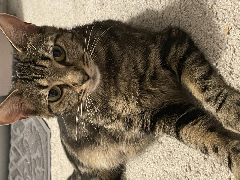 American shorthair best sale female