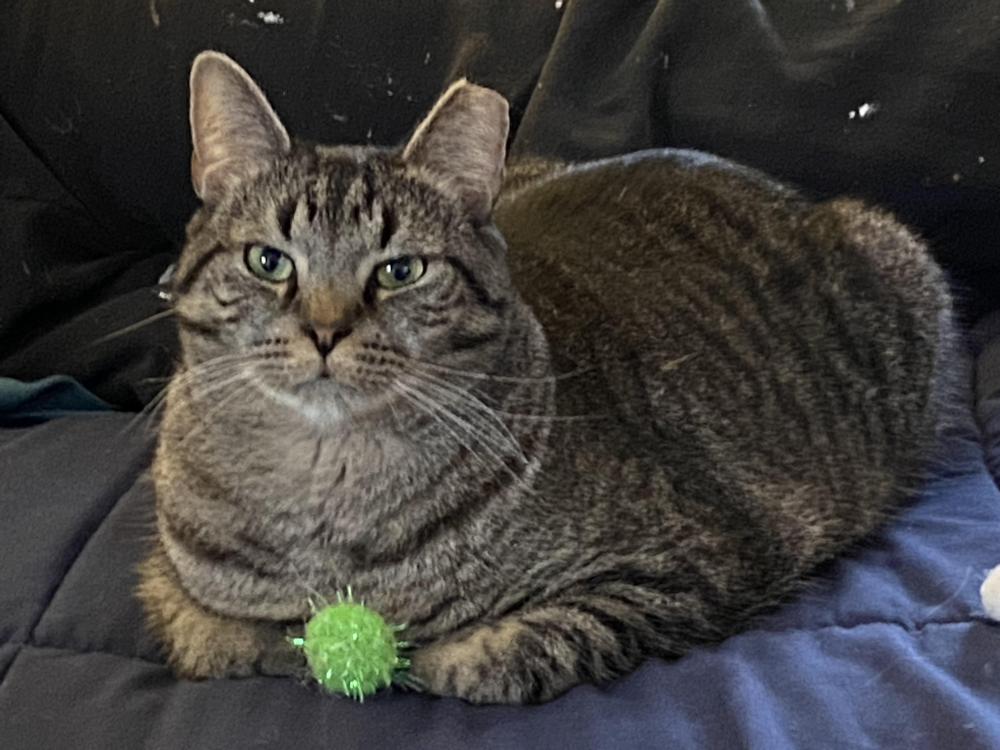 Lost Cat Tonkinese in LEWES, DE Lost My Kitty