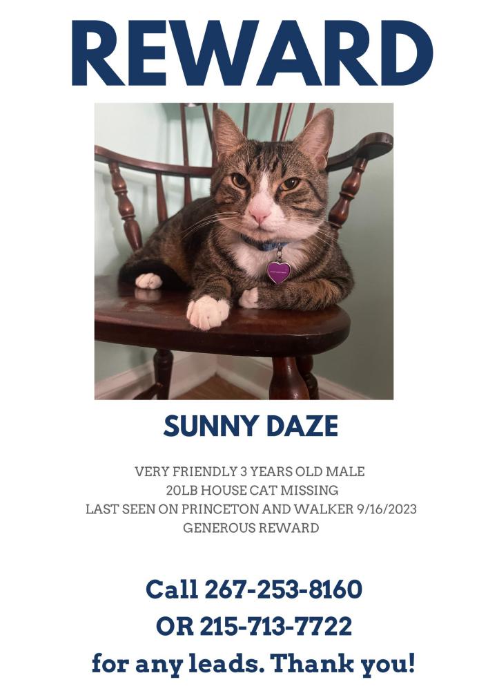 Image of Sunny Daze, Lost Cat