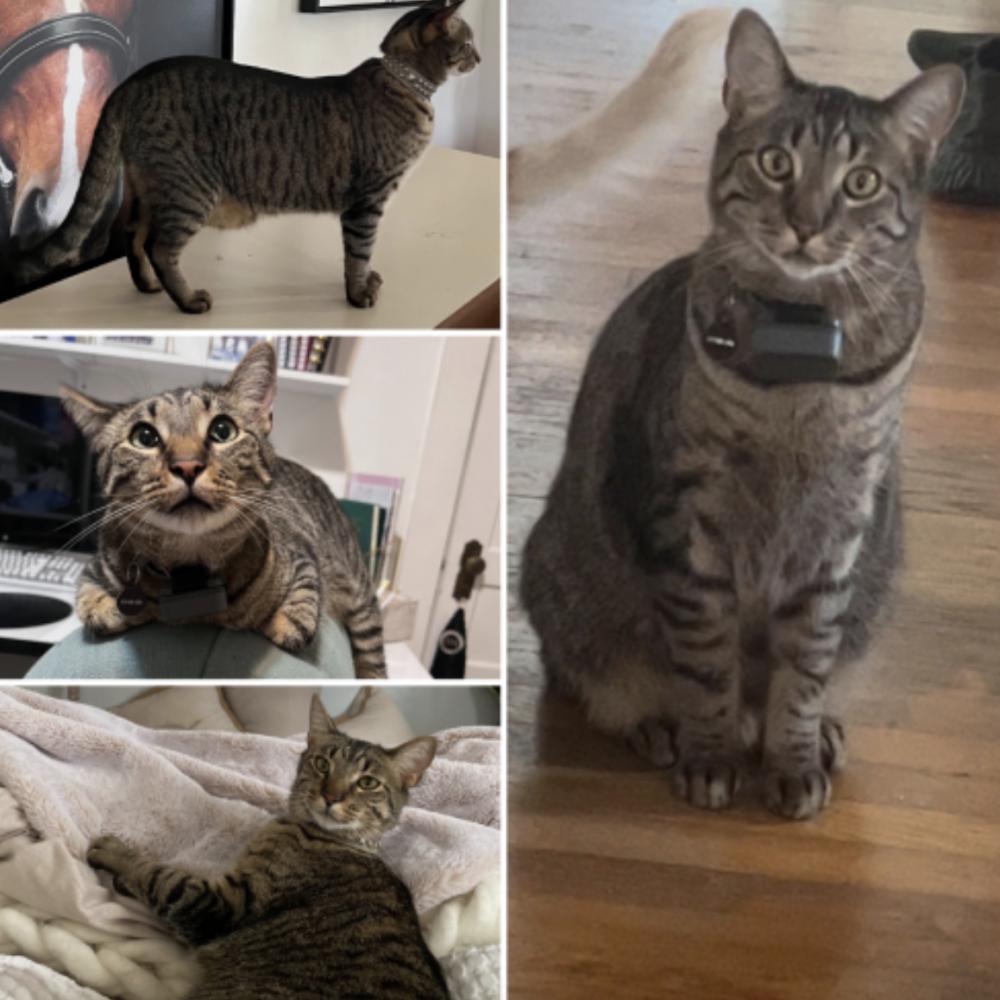 Lost Cat Other in SAN DIEGO, CA Lost My Kitty