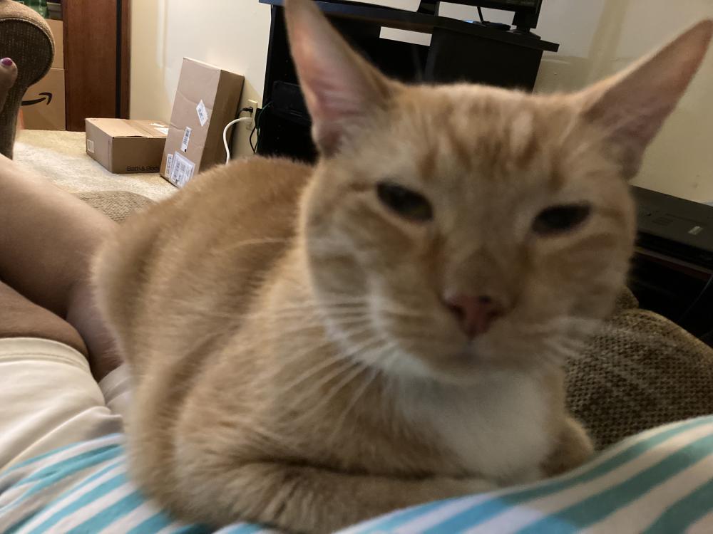 Image of Oscar, Lost Cat