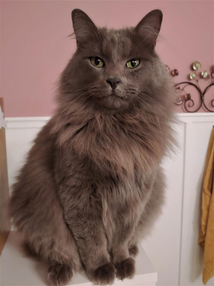 Buy gray domestic longhair cat Online Sale