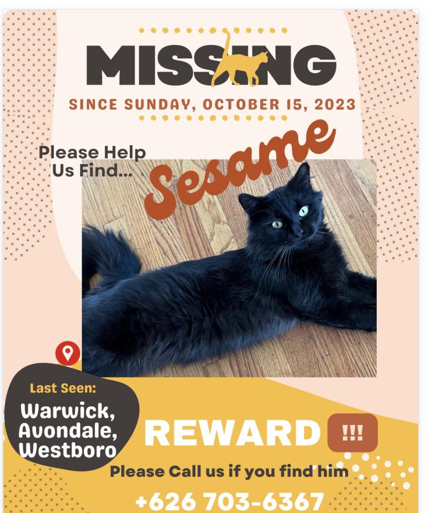 Image of Sesame Bun, Lost Cat