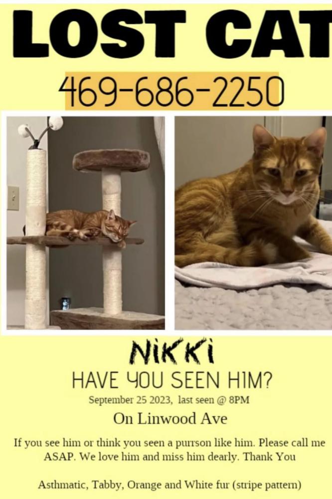 Image of Nikki, Lost Cat