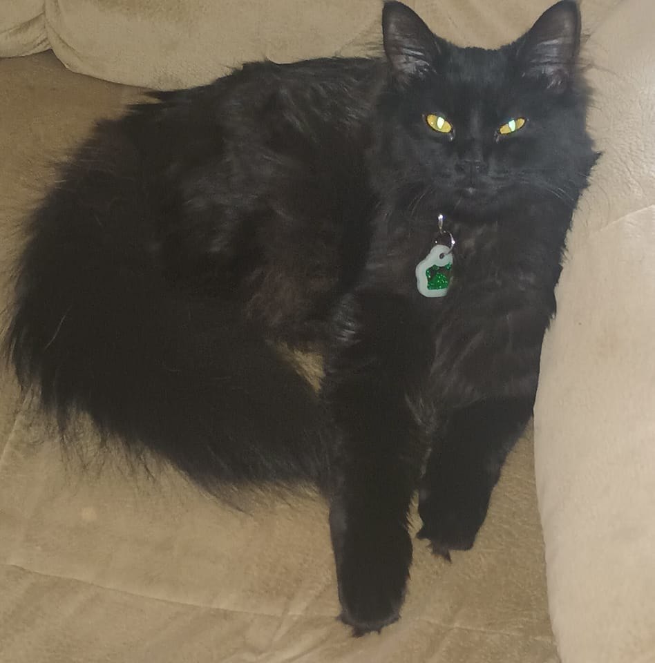Image of Emerald Green, Lost Cat