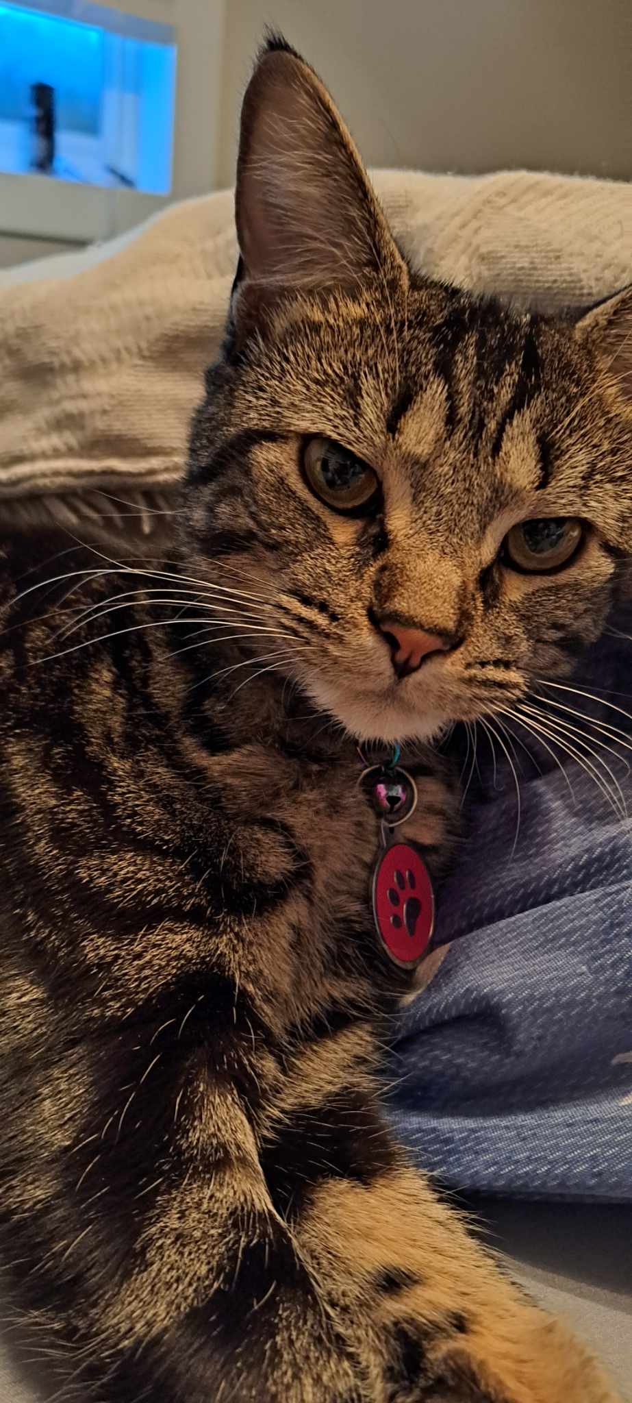 Image of Tyra, Lost Cat