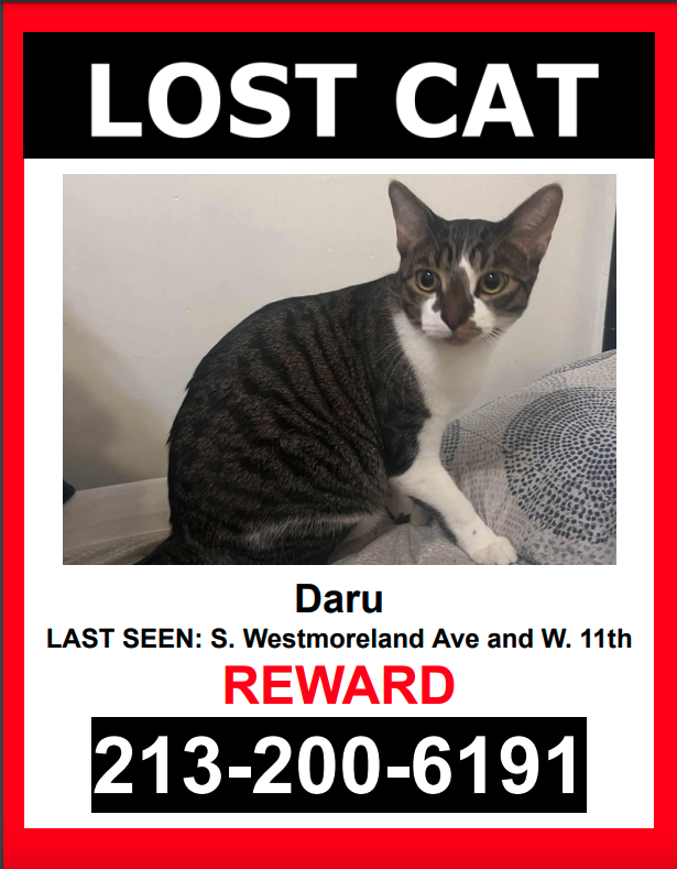 Image of Daru, Lost Cat
