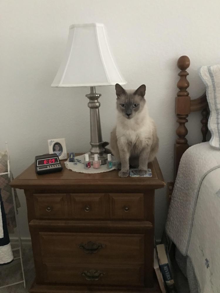 Image of teddy, Lost Cat