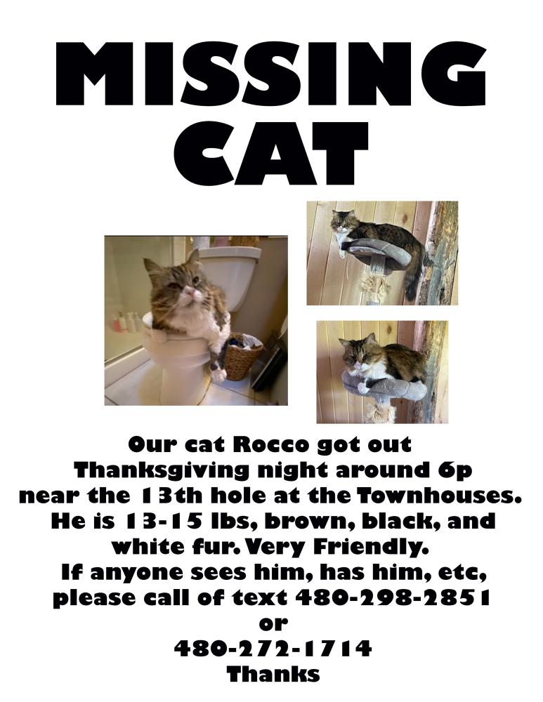 Image of Rocco, Lost Cat