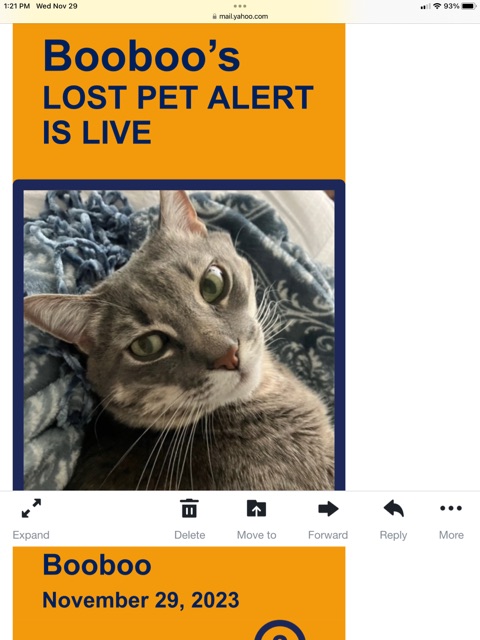 Image of Boo-boo, Lost Cat