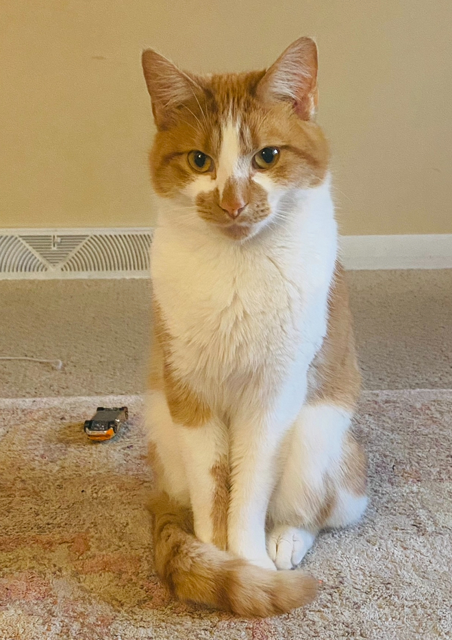 Orange and hot sale white american shorthair