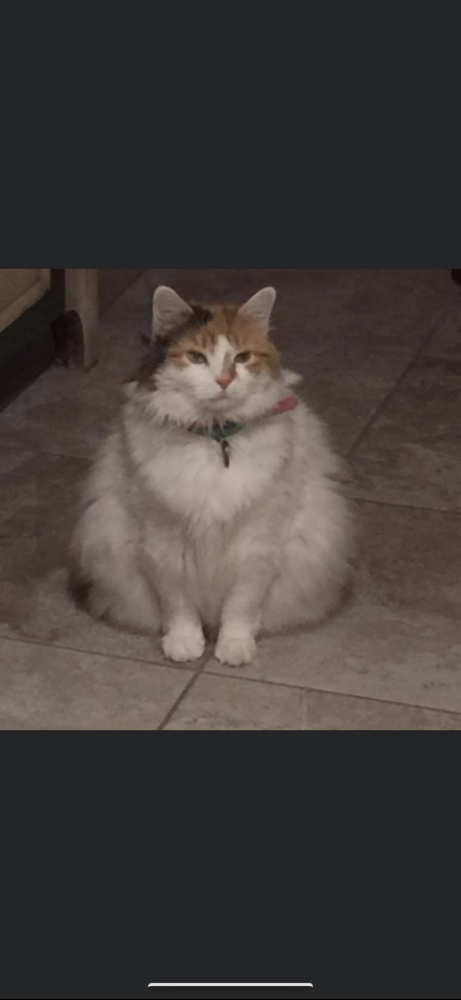 Image of Myrtle, Lost Cat