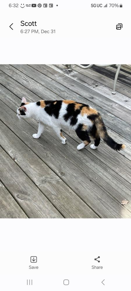 Image of Pig, Lost Cat