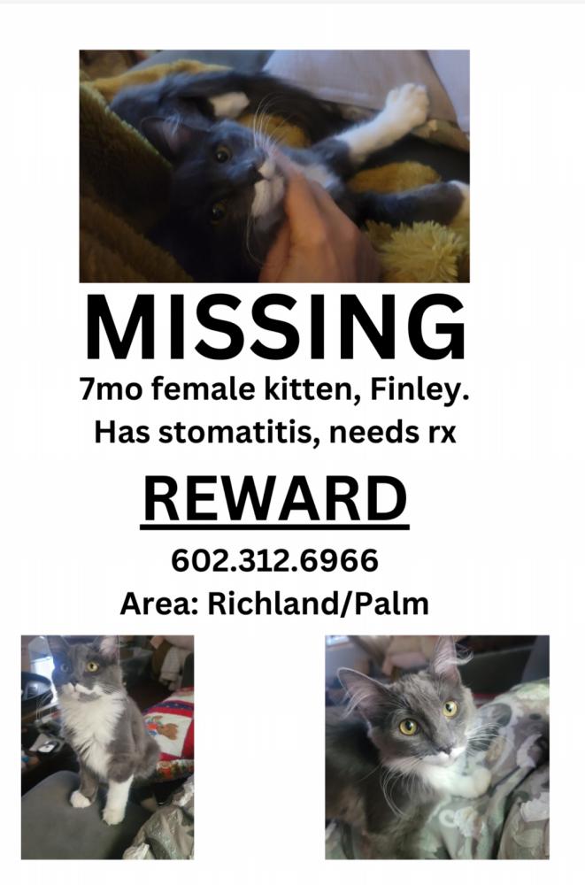 Image of Finley, Lost Cat