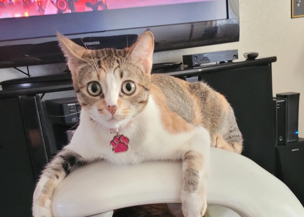 Image of Kitty Cuco, Lost Cat