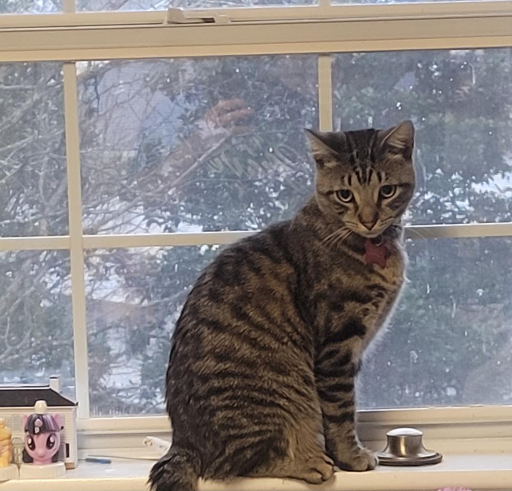 Image of Madison, Lost Cat