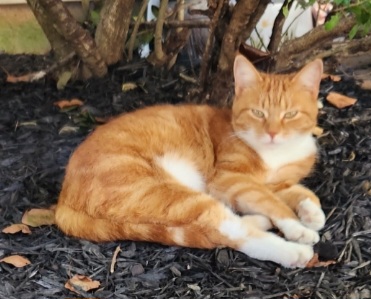 Image of Weasley, Lost Cat