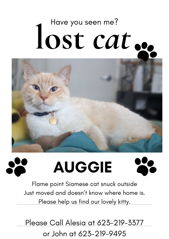 Image of Auggie, Lost Cat