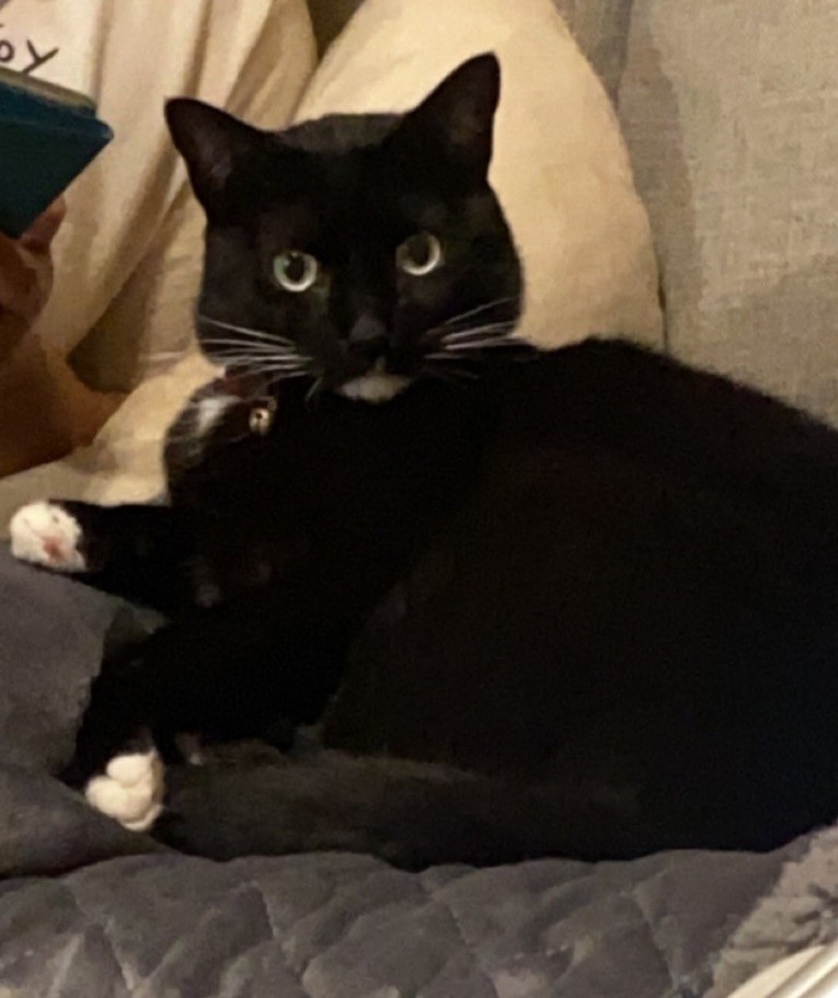 Image of Winston, Lost Cat