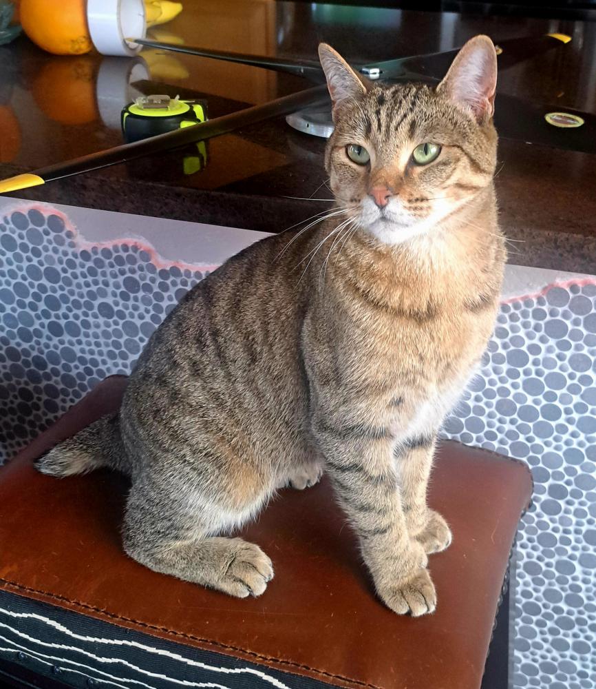 Lost Cat Pixie bob in CARSON CITY NV Lost My Kitty