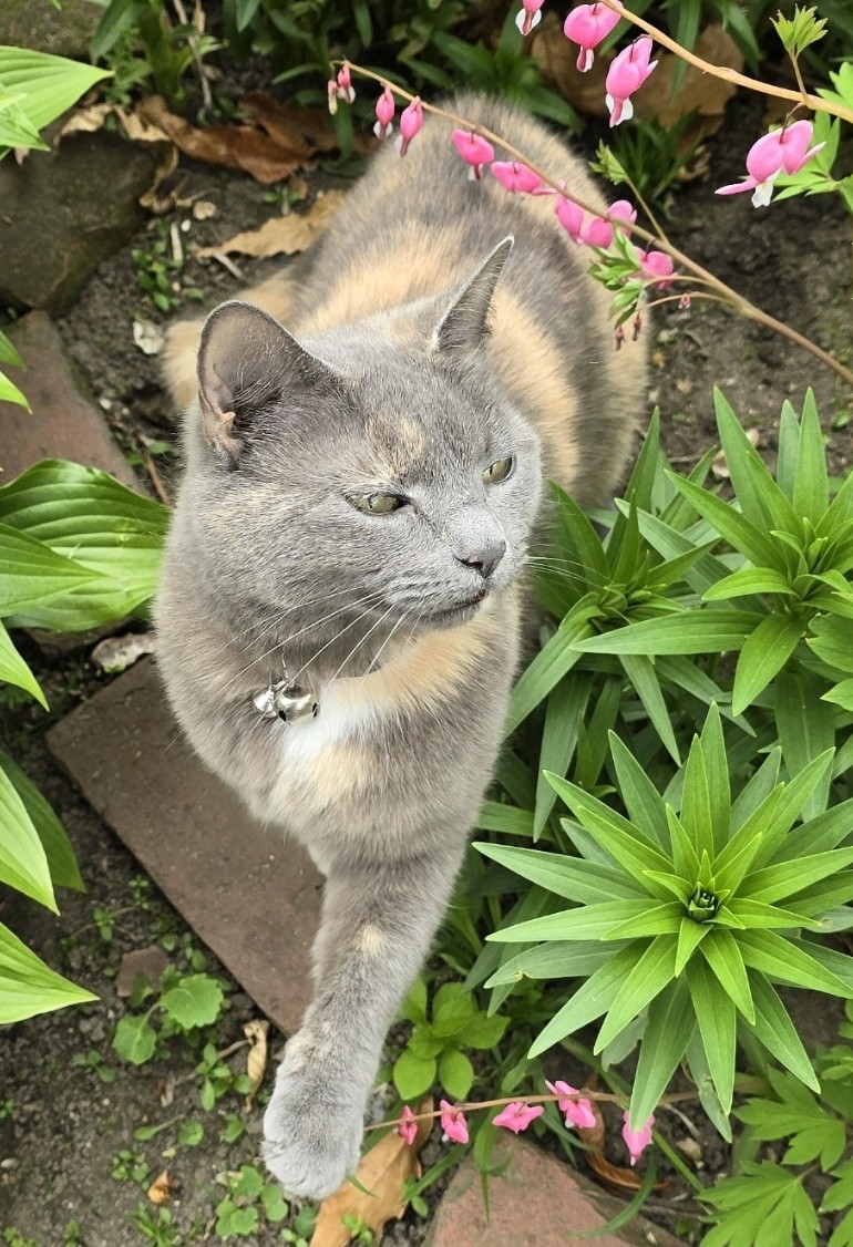 Found Cat KitCat