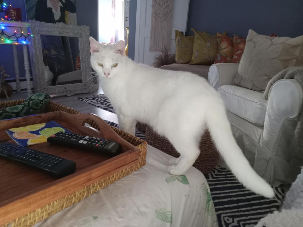 Found Cat Bunny