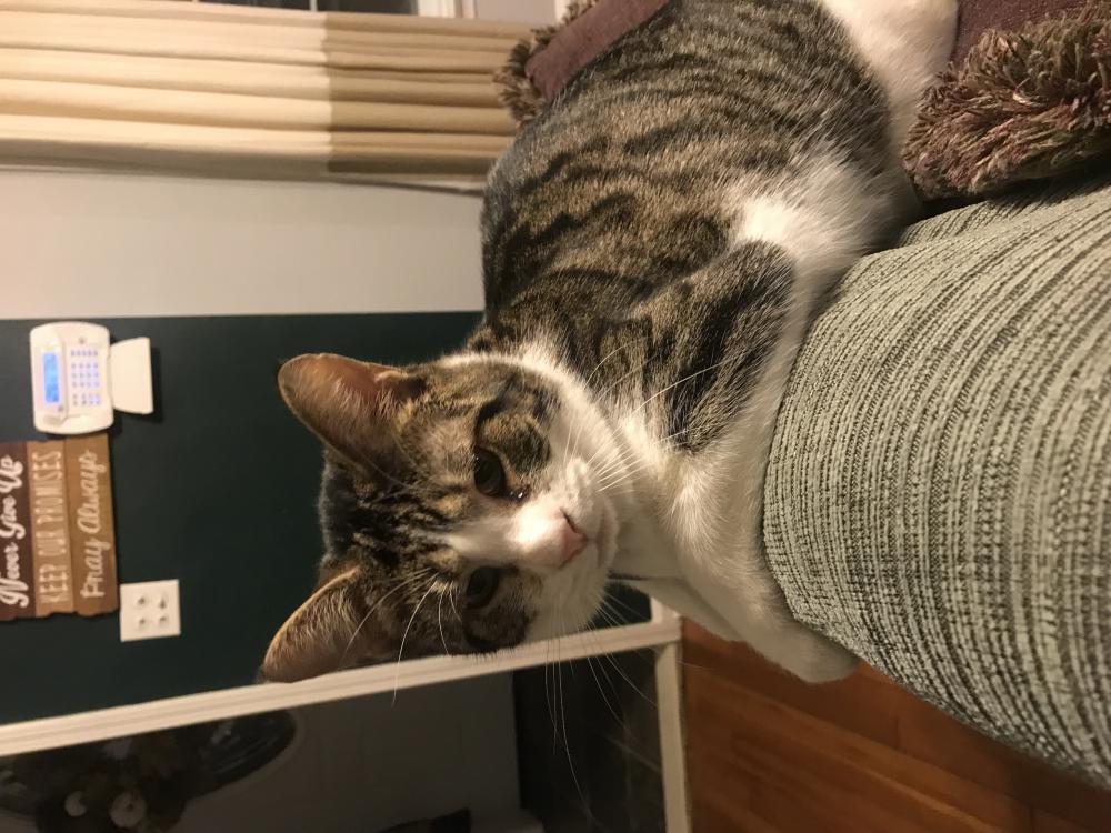 Found Cat Bonzai