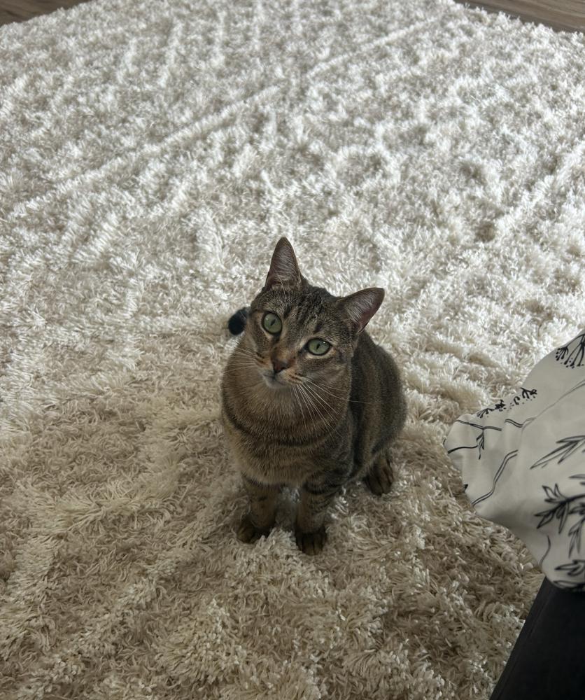 Found Cat Stanley