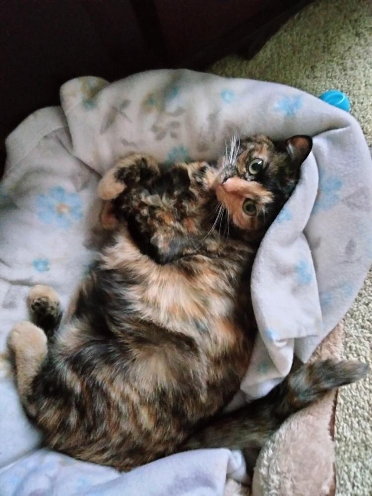 Found Cat Pepper