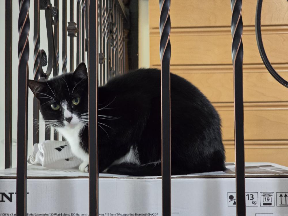 Lost Cat American Shorthair in FOUNTAIN VALLEY, CA Lost My Kitty