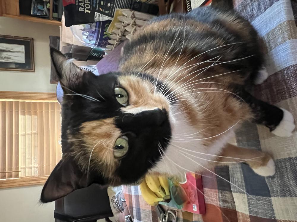 Found Cat Heidi