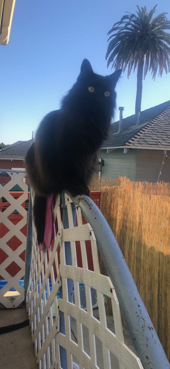 Lost Cat Domestic Long Hair in SAN DIEGO, CA Lost My Kitty