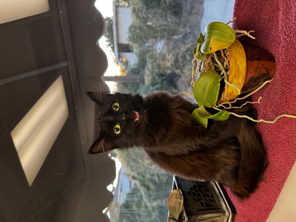 Found Cat Scrongly