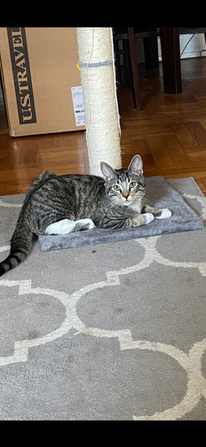 Found Cat Roger