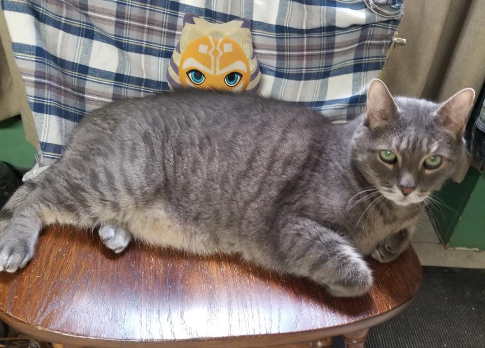 Found Cat Obie