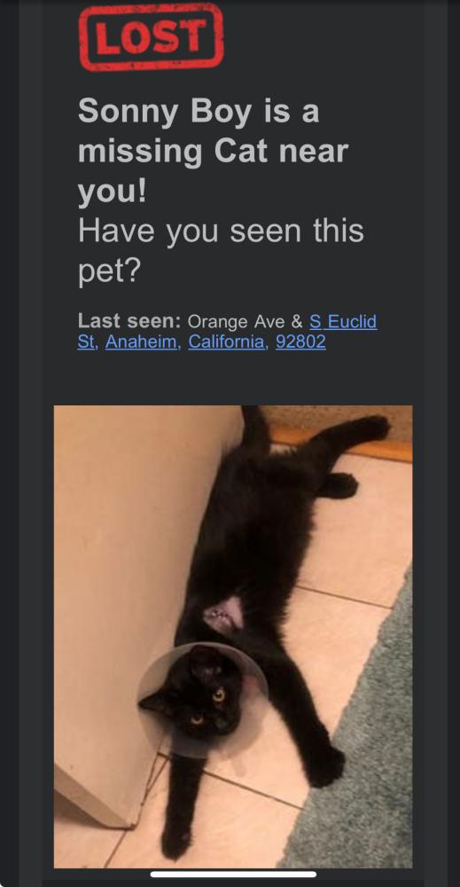 Found Cat Sonny