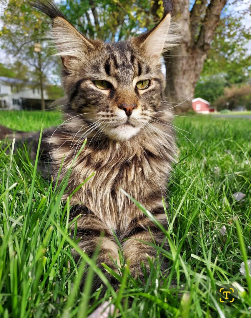 Found Cat Ace