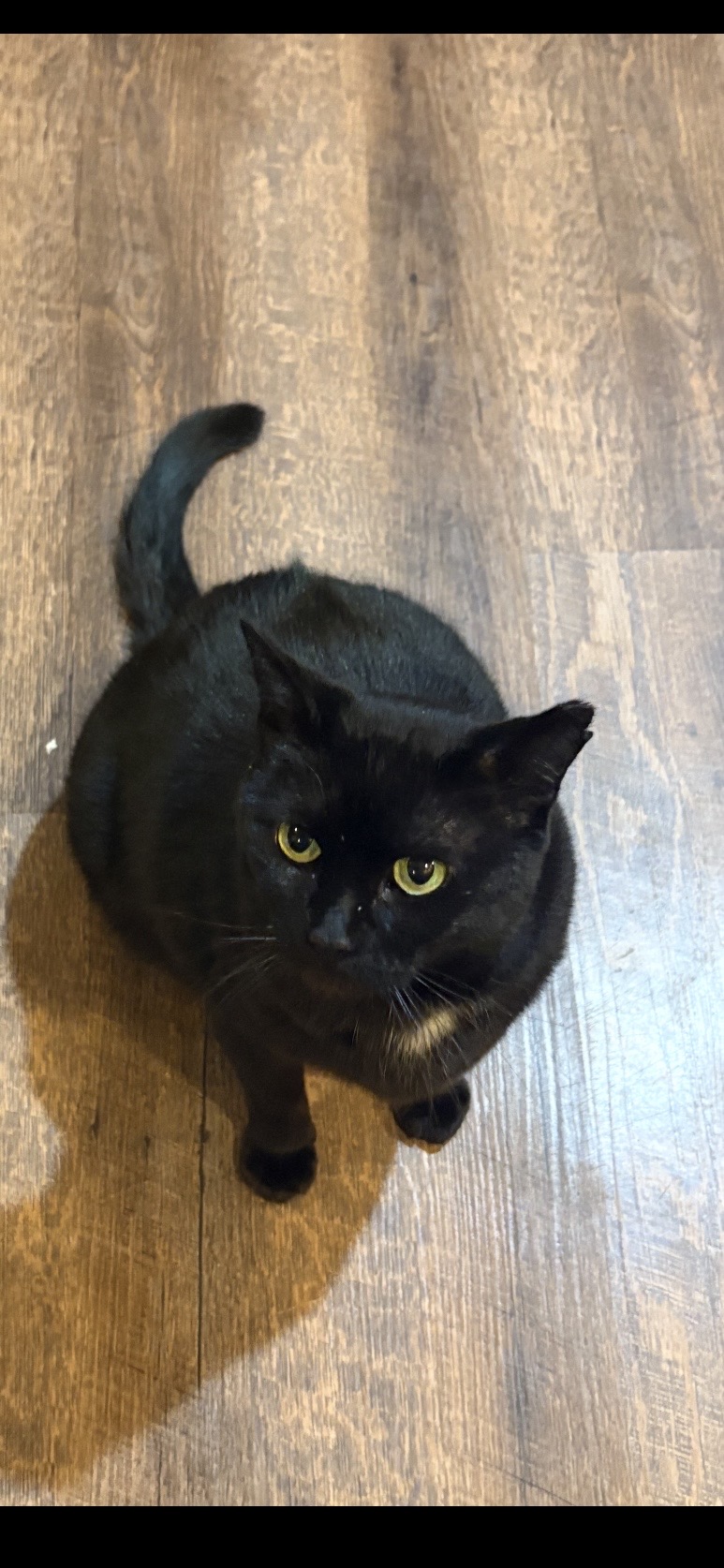 Lost Cat Domestic Short Hair in WARETOWN, NJ - Lost My Kitty