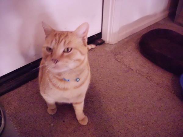 Image of Shamus, Lost Cat