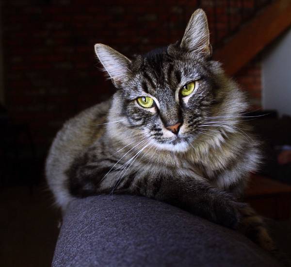 Image of Fitz, Lost Cat