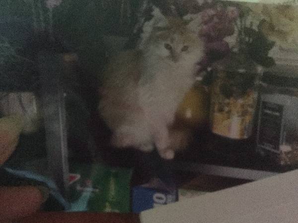 Image of BabyGirl, Lost Cat