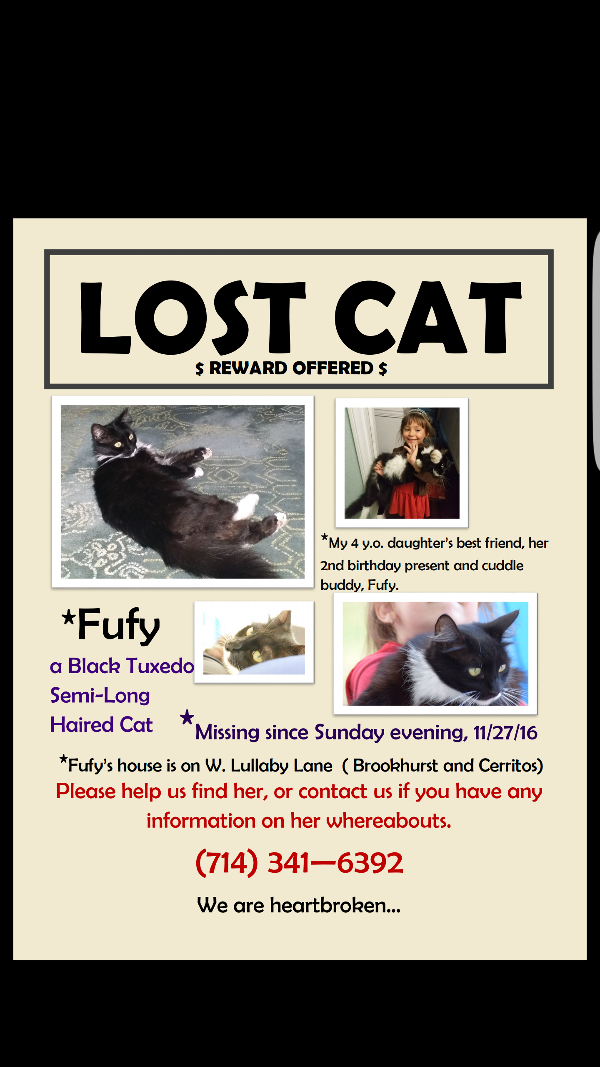 Image of Fufy, Lost Cat