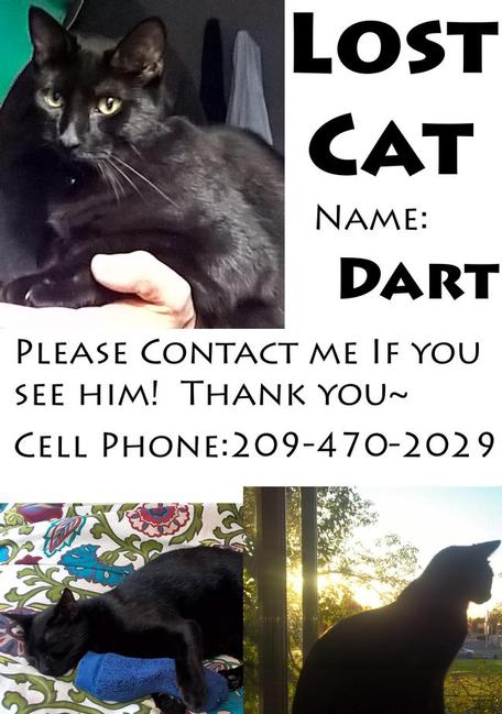 Image of Dart, Lost Cat