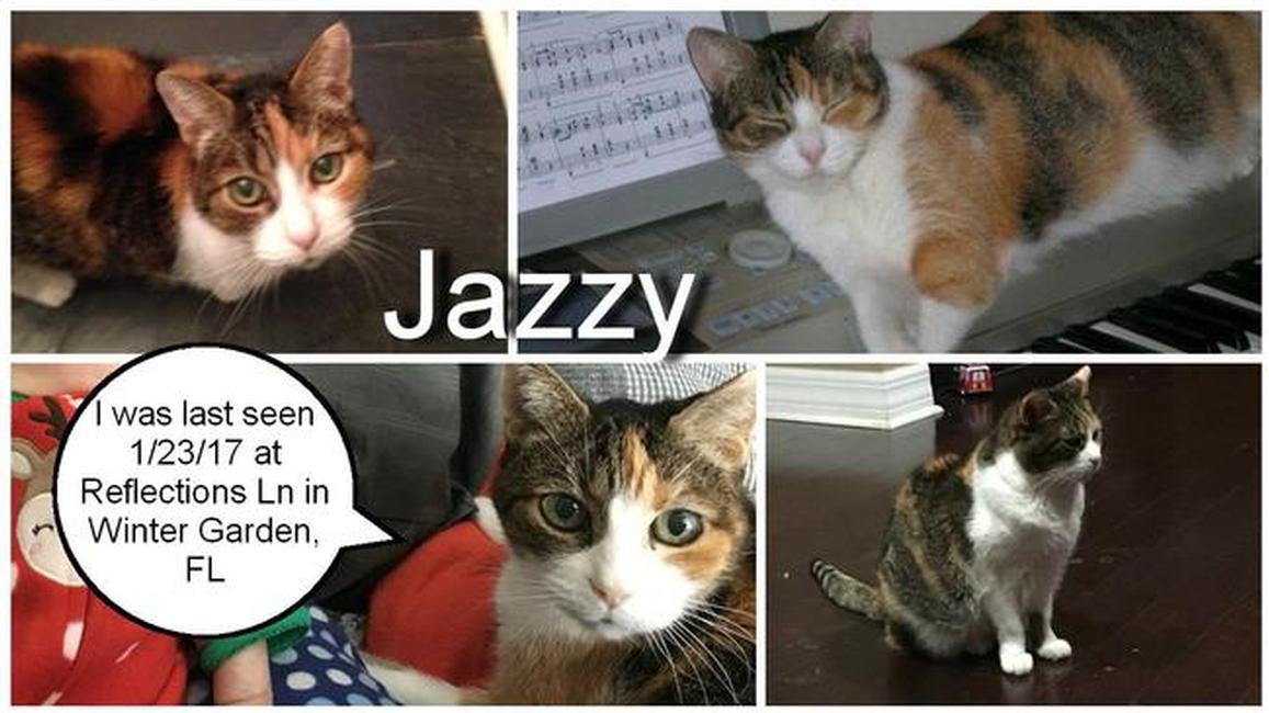 Image of Jazzy, Lost Cat